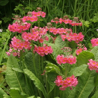 Primula bulleesiana 